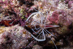Stenopus