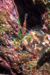 Rhynchocinetidae