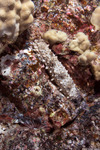 Sea Cucumbers