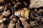 Sea Snails
