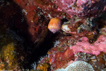 Sea Snails
