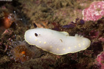 Cadlina