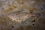 Pleuronectinae