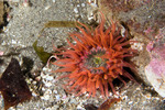 Hexacorallia