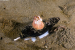 Thoracicalcarea
