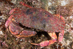 Decapoda