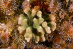 Bryozoa