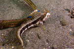 Neoclinus