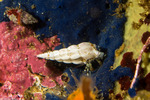Paguridae