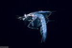 Unipeltata