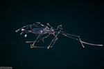 Lobsters