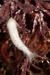 Cucumariidae