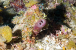 Porifera