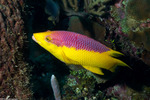 Labridae