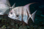 Ephippidae