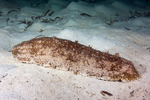 Echinozoa