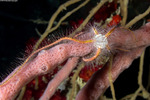 Echinodermata