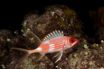 Holocentridae
