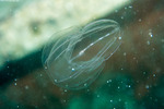 Ctenophora