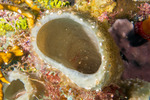 Lysmatidae