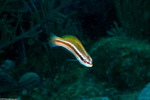 Labridae
