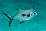 Trachinotus