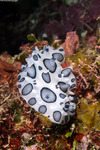 Ceratophyllidia