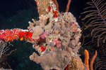 Agariciidae