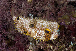 Chilomycterus