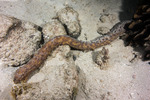 Echinozoa
