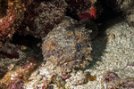 Batrachoididae