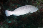Mycteroperca
