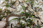 Anguilliformes