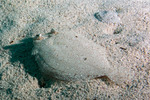 Pleuronectiformes