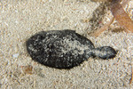Pleuronectiformes