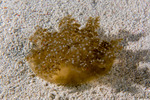 Kolpophorae