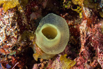 Ascidia