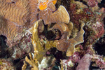 Syngnathiformes