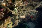 Dentitheca