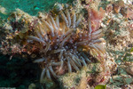 Cnidaria