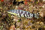 Serraninae