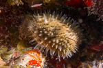 Cypraeinae