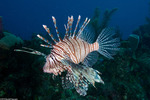 Pteroinae