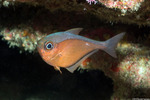 Acropomatiformes