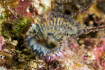 Annelida