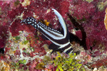 Sciaenidae