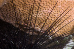 Thoracotremata