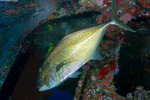 Caranx