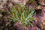 Cnidaria