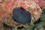 Porifera